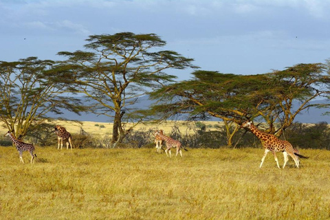 Nakuru National Park Day Trip