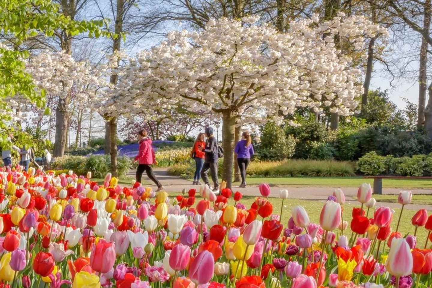 Amsterdam: Keukenhof Tulip Gardens Private Tour - Amsterdam: Keukenhof Tulip Gardens Private Tour