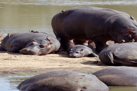 Maputo: Dagsutflykt till Kruger nationalpark