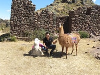 alpaca therapy and healing with clay - Housity