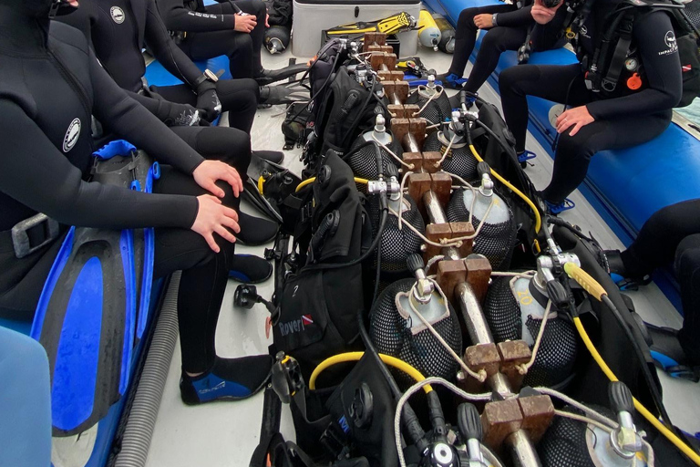 Città del Capo; Immersione in apnea nella foresta di Kelp