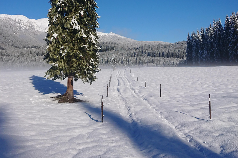 From Ljubljana/Bled: Winter Bohinj & Kranjska Gora Day Trip From Bled — Pickup at your accommodation
