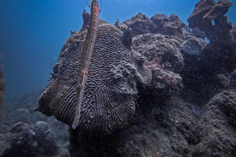 Tayrona National Park: Discover Scuba Diving Experience Private tour in English