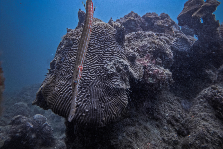 Tayrona National Park: Discover Scuba Diving ExperiencePrivate tour in English