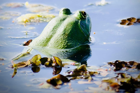 Talangama Wetlands Birdwatching & Local Village Experience