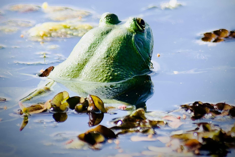 Talangama Wetlands Birdwatching & Local Village Experience