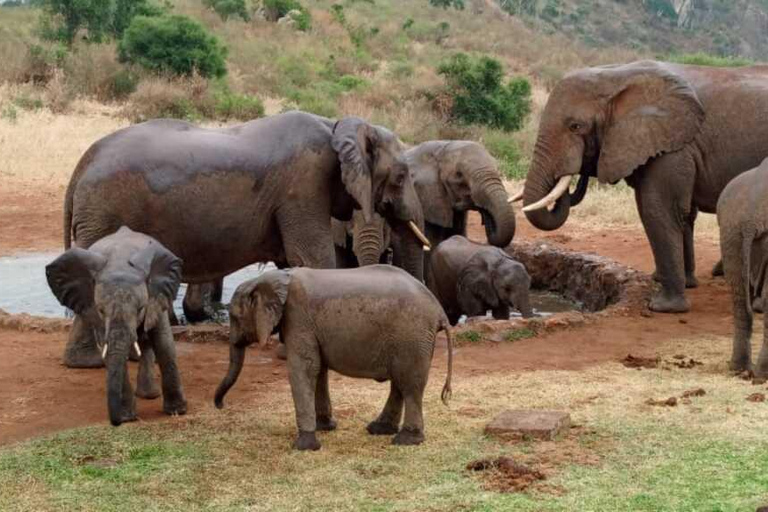 Mombaça: safári noturno no Parque Nacional de Tsavo East