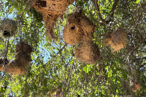 Nairobi National Park 5-Hour Game Drive Morning or Afternoon