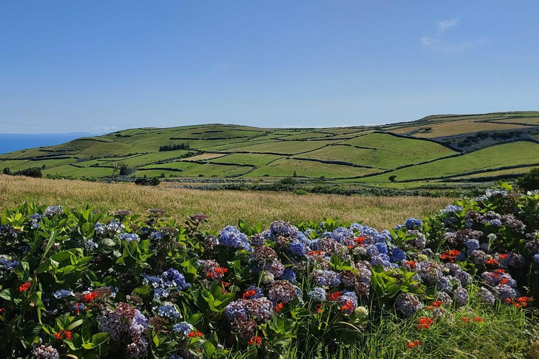 UNIEKE walvissen en vulkanen, 2 halve dagen, Faial, Azoren