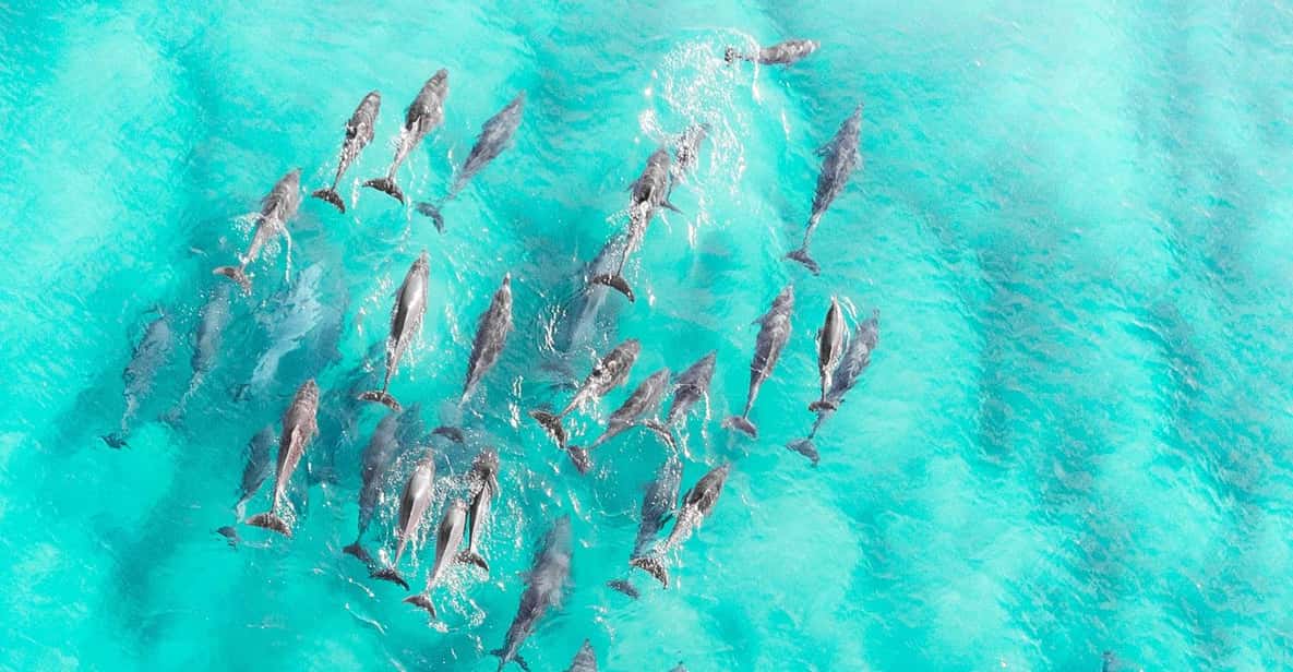 Em Excursion Zanzibar : 1 journée en bateau à voile sur le banc de sable de Pungume ...