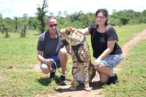 Walk with Cheetahs in Victoria Falls