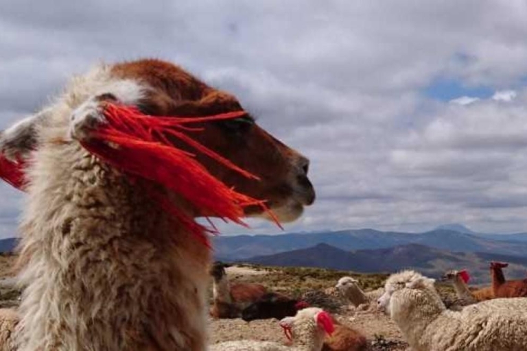 Arequipa Tour + Alpaca World