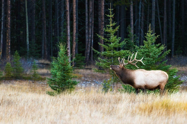 Au départ de Calgary : Visite de Banff, du lac Moraine et de Lake LouisePrise en charge à Calgary