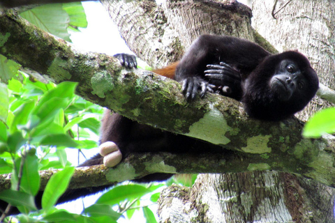 Manuel Antonio: Surfles voor iedereen - Costa Rica