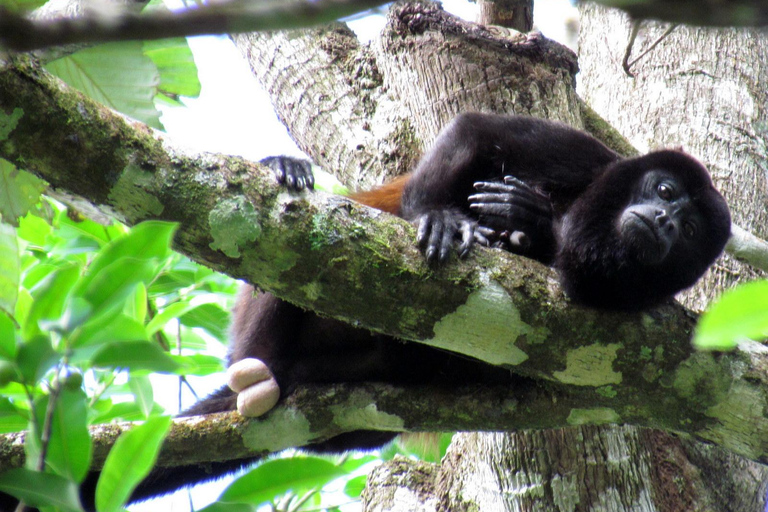 Manuel Antonio: Lekcje surfingu dla każdego - Kostaryka