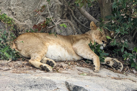 Arusha: safari di 4 giorni a Tarangire, Serengeti e Ngorongoro