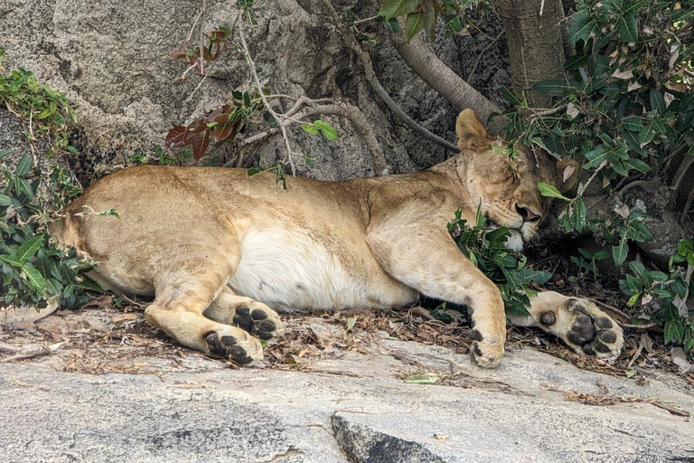 Arusha: safari di 4 giorni a Tarangire, Serengeti e Ngorongoro