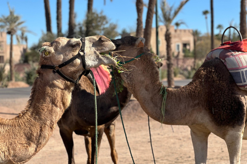Camel Ride Adventure Through Marrakech’s Desert Villages