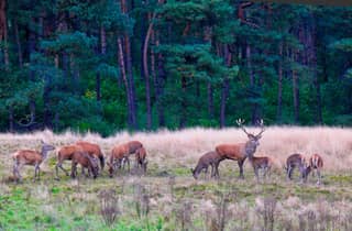 Kröller-Müller-Museum (Van Gogh) und Nationalpark Veluwe