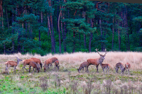 Tour privado al Parque Nacional Veluwe y al Museo Kröller MüllerExcursión Privada Parque Nacional del Veluwe y Museo Kröller Müller