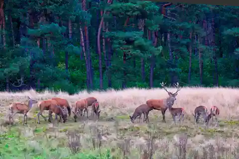 Privétour Nationaal Park Veluwe en Kröller Müller Museum