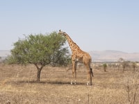 5 jours en Tanzanie en petit groupe partageant safari - Housity