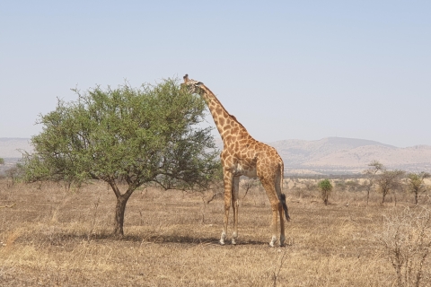 5 dagen Tanzania safari in kleine groep5 DAGEN DELEN & MEE OP SAFARI IN KLEINE GROEP