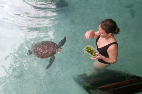 JOZANI FOREST/SEA TURTLE SANCTUARY/MTENDE BEACH