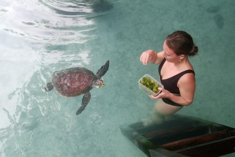 JOZANI FOREST/SEA TURTLE SANCTUARY/MTENDE BEACH