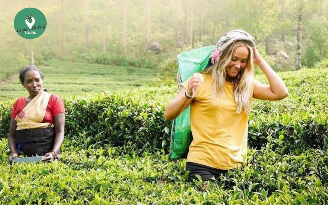 Kandy: Nuwara Eliya Tag Erkundung mit Tuk Tuk und ortskundigem Guide