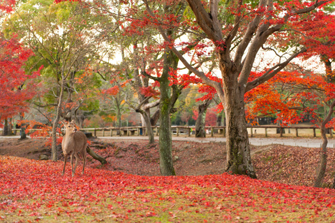 Osaka/Kyoto: Nara, Arashiyama, Fushimi Inari Taisha Day Tour Kyoto & Nara Day Tour | 8:00 AM from Osaka