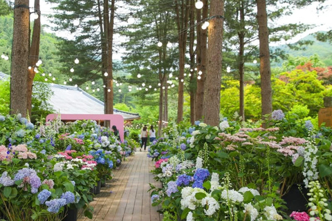 From Seoul: K-Drama Filming Tour: Garden of Morning Calm