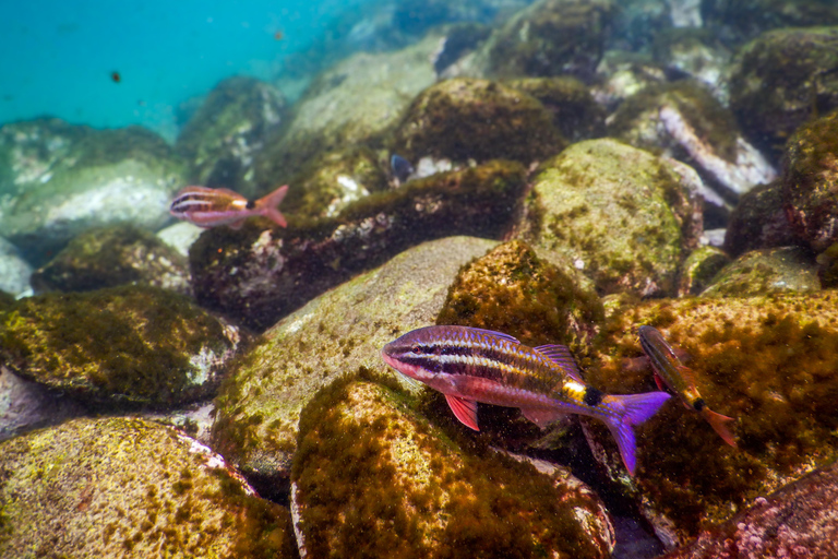 Fai snorkeling nella splendida riserva marina di Sydney con un tour privato