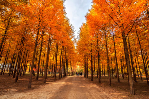 Seoul: Nami Island, Petite France, & Optional Railbike Tour
