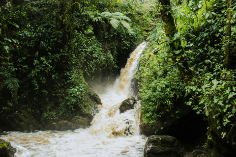 Medellín: Jungle Trekking, Waterfall Swim, & Coffee Tour