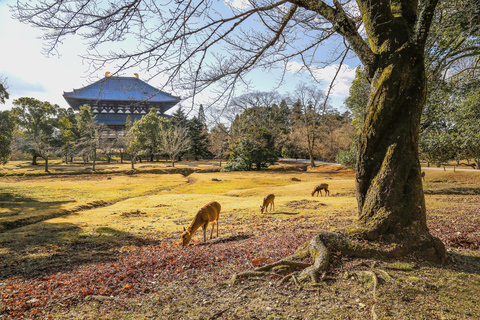 Osaka/Kyoto: Passeio em pequenos grupos pelo Património Mundial da UNESCO de Quioto e NaraPartida de Quioto