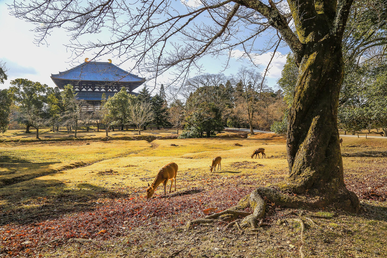 Osaka/Kyoto: Passeio em pequenos grupos pelo Património Mundial da UNESCO de Quioto e NaraPartida de Quioto