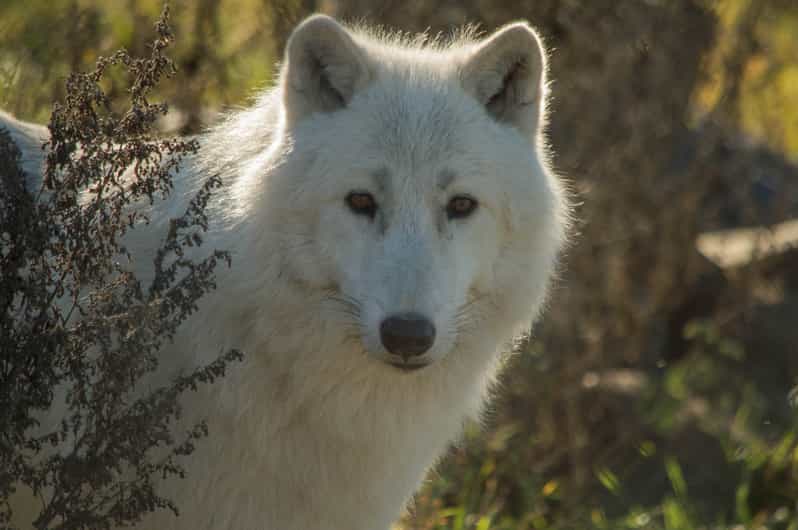 Kamploops: BC Wildlife Park Admission