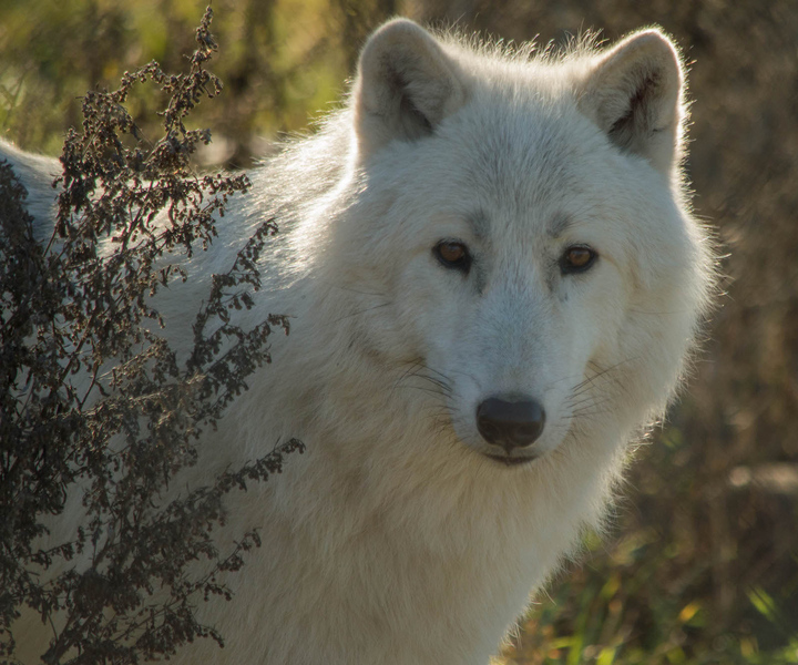 Kamploops: BC Wildlife Park Admission