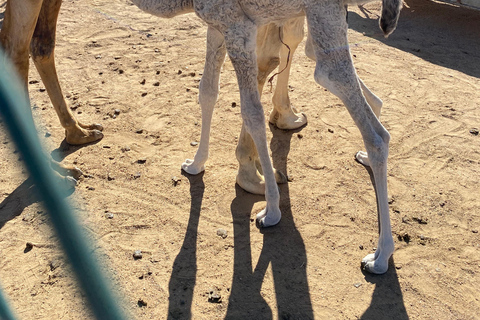 Salalah: Empty Quarter Desert Adventure to Hashman Dunes