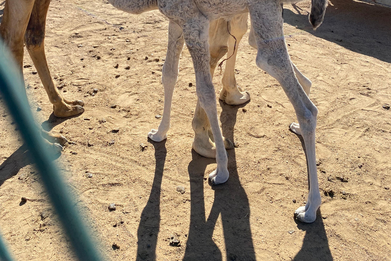 Salalah: Empty Quarter Desert Adventure to Hashman Dunes