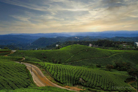 Kochi : Trek dans la forêt de Munnar et vue sur le pic Anamudi - Circuit de 3 joursKochi : randonnée dans la forêt de Munnar et vue sur le pic Anamudi, circuit de 3 jours