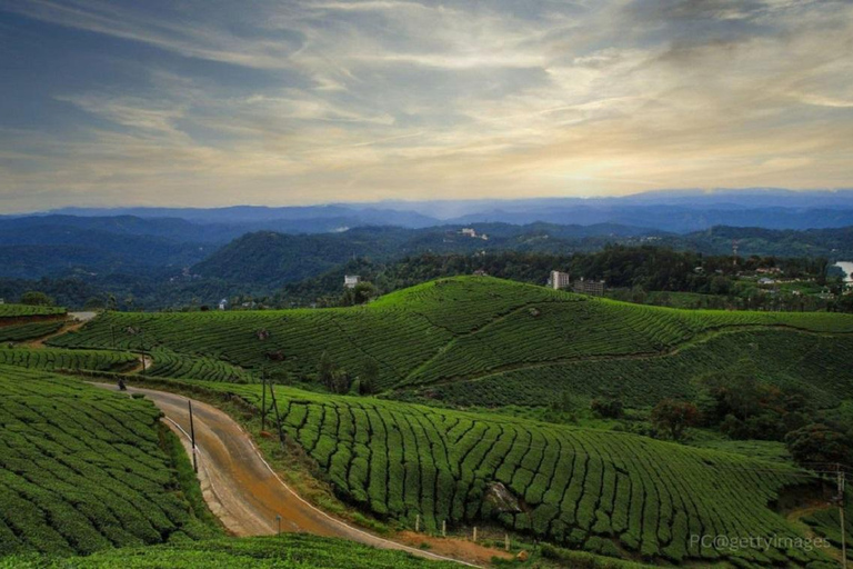 Kochi : Trek dans la forêt de Munnar et vue sur le pic Anamudi - Circuit de 3 joursKochi : randonnée dans la forêt de Munnar et vue sur le pic Anamudi, circuit de 3 jours