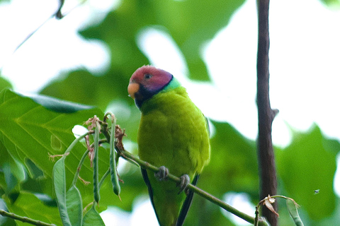 Talangama Wetlands Birdwatching & Local Village Experience