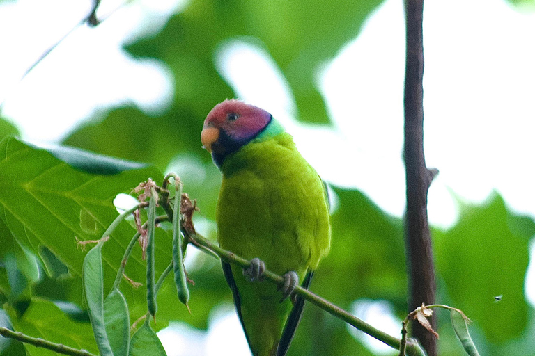 Talangama Wetlands Birdwatching & Local Village Experience