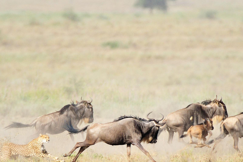 5 Days Tanzania Calving Safari Christmas & New Year