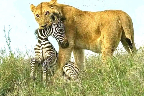 Salt Lick Safari Lodge: tour di 2 giorni da Nairobi o MombasaNairobi o Mombasa: tour di 2 giorni al Salt Lick Safari Lodge