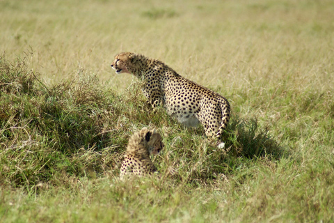 Nairobi: National Park, Karen Blixen & Kazuri Beads Factory
