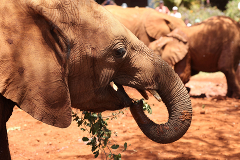 Nairobi: David Sheldrick Elephant Nursery Tour