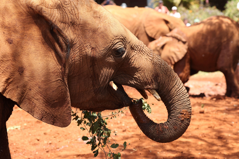 Nairobi : Visite de la pépinière d&#039;éléphants David Sheldrick